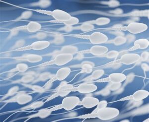 Spermizides préparer son corps à la fécondation